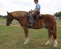 athletic-belgian-horse