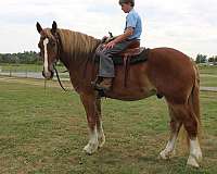 driving-belgian-horse