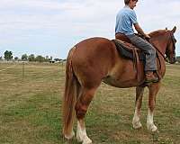 flashy-belgian-horse