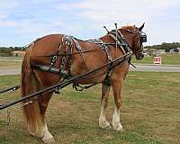 parade-belgian-horse