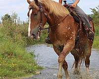 pleasure-driving-belgian-horse