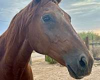 chestnut-small-star-2-hind-coronets-horse