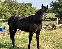 friesian-filly