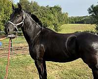 friesian-horse-for-sale