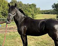 friesian-horse