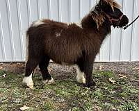 up-to-date-on-coggins-miniature-horse