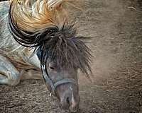 black-tobiano-amha-stallion