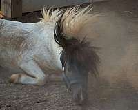 black-tobiano-amha-horse