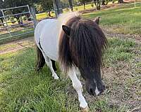 pinto-miniature-stallion