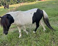 pinto-stallion-for-sale