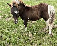 pinto-miniature-colt