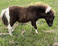 fella-miniature-horse