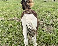 santa-miniature-horse