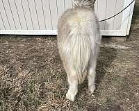 comet-miniature-horse