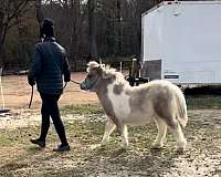 looker-miniature-horse