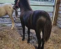 alert-miniature-horse