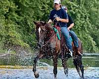 chestnut-white-horse