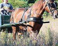 driving-morgan-horse