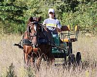 gaited-morgan-horse