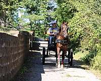 kid-safe-morgan-horse