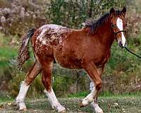 beginner-morgan-horse