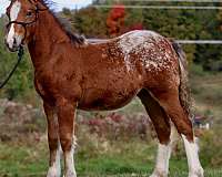 gaited-morgan-horse