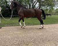 action-dutch-warmblood-horse