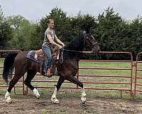 gait-dutch-warmblood-horse