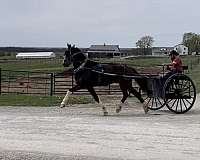 loving-home-dutch-warmblood-horse