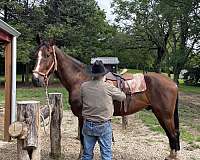 majestic-dutch-warmblood-horse