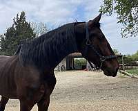 rare-dutch-warmblood-horse