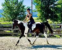 tobiano-see-pics-horse