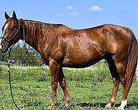 chestnut-see-pics-horse