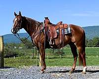 trail-quarter-horse