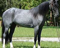 blue-roan-see-pics-horse