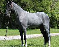 flashy-kentucky-mountain-horse