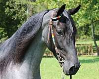 gaited-kentucky-mountain-horse