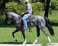 family-kentucky-mountain-horse