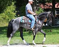 trail-kentucky-mountain-horse