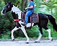 tobiano-see-pics-horse