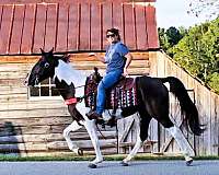 flashy-spotted-saddle-horse