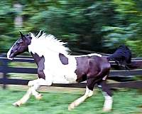 husband-safe-spotted-saddle-horse