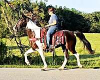 all-around-spotted-saddle-horse