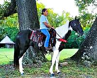 gaited-spotted-saddle-horse