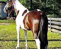 athletic-spotted-saddle-horse