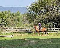 thoroughbred-horse-for-sale