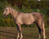 companion-arabian-horse