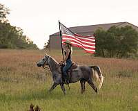 dressage-arabian-horse