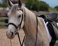 ridden-english-arabian-horse