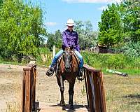 liver-chestnut-trail-c-horse